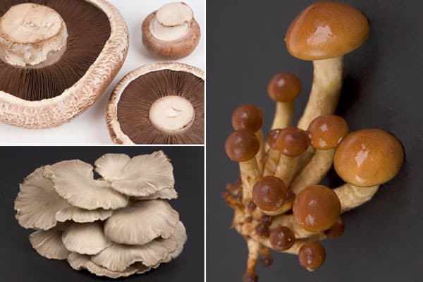 Fundamentally Fungus in Stockbridge, Hampshire
